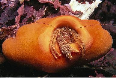 生存恐怖游戏《生者回声》新演示 灵感来自生化危机